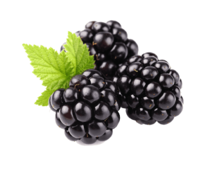 blackberry-transparan-512×417-1.png